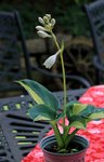 Hosta Great Expectations_700.JPG