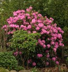 Rhodi_pink_Treppe links_vorn_3_50m_800.JPG