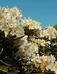 Rhodi_unten_rechts_weiss_rosa2_700.JPG