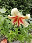 IMG_20190715_174114.jpg
