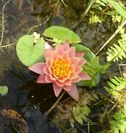 _20190719_164442.JPG _20190719_164442.JPG