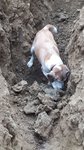 IMG-20180831-WA0001.jpg IMG-20180831-WA0001.jpg