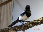Elster Robin DSC02854.JPG Elster Robin DSC02854.JPG