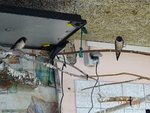 Schwalbenzimmer 2019 DSC03174.JPG Schwalbenzimmer 2019 DSC03174.JPG