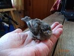 Spatz Rachitis Futterstellenfütterung DSC03409.JPG Spatz Rachitis Futterstellenfütterung DSC03409.JPG
