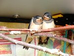 Rauchis 2. Brut 2019 DSC03997.JPG Rauchis 2. Brut 2019 DSC03997.JPG