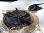 Schwalben 2019 DSC03975.JPG Schwalben 2019 DSC03975.JPG