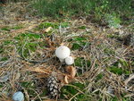 weißer Pilz.JPG