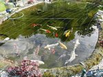 IMG_20170823_172944.jpg