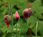 Mohn_pink_grün_Knospen_700.JPG