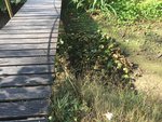 Gartenteich Kathrinvdm 31-8-2019 - 3.jpg