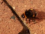 Hummel auf der Terrasse_800.JPG