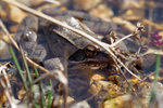 M1163600_2020-04-16_Grasfrosch_Rana-temporaria.JPG M1163600_2020-04-16_Grasfrosch_Rana-temporaria.JPG