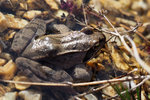 M1163602_2020-04-16_Grasfrosch.JPG