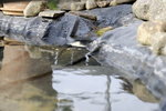Teich_DSF4752.jpg Teich_DSF4752.jpg