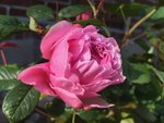 Rosa Blütentraum KvdM - 1.jpg