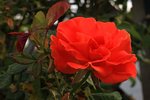 Orange Dawn_first bloom_270520_800.JPG