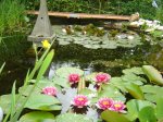 Teich 115.jpg