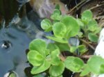 Teich 083.jpg