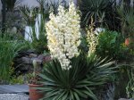 Yucca recurvifolia01.jpg Yucca recurvifolia01.jpg