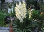 Yucca recurvifolia01.jpg