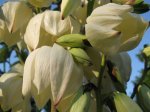 Yucca recurvifolia02.jpg Yucca recurvifolia02.jpg