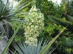 Yucca rigida01.jpg Yucca rigida01.jpg