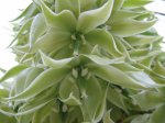 Yucca rigida02.jpg Yucca rigida02.jpg