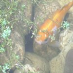 k-DSC00020.JPG