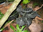 Alocasia reginula Black Velvet.jpg