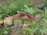 Dracunculus vulgaris.jpg