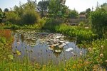 cp_Teich 2.jpg