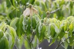 CornusKousa.jpg CornusKousa.jpg