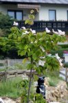 DSC05672_Blumenhartriegel.JPG