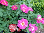 DSCN5222.JPG