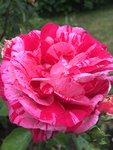 IMG_7351.JPG