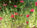 Mohn-Lilie.JPG