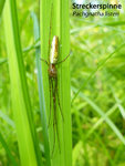 Pachygnatha listeri.jpg