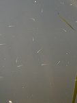 B09687F6-DA43-461E-B2E9-280654725D27.jpeg B09687F6-DA43-461E-B2E9-280654725D27.jpeg