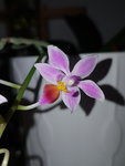 Phal. equeris1.jpg