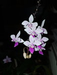 Phal. equestris 2.jpg