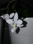 Phal. equestris var. alba.jpg