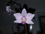 Phal. Intermedia.jpg