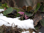 M1233980_2021-03-23_Bergenie.JPG M1233980_2021-03-23_Bergenie.JPG