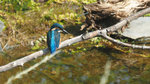 M1080222_2017-09-08_Eisvogel_Koenigslibelle.JPG