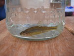 kleiner Teichfisch.JPG kleiner Teichfisch.JPG