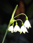 Knotenblume1.jpg Knotenblume1.jpg