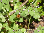 Hummel.jpg Hummel.jpg
