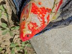 IMG_20210609_122019.jpg