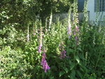 IMG_6933.JPG
